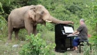 Albinoni "Adagio" on Piano for Bull Elephant