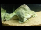 Трионикс ест аннамского палочника . Softshell turtle eats stick insect. (13.10.216)