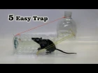 5 Easy Mouse/Rat Trap