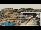 Possibilité sur cette image d’une queue de lézard qui rentre dans une grotte sur MARS