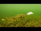 Pike attacks & tries to eat Zombait a real robot fishing lure. Рыбалка щука атакует рыбу робот.