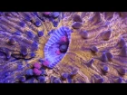 Time-Lapse: Bizarre, Beautiful Ocean Creatures | Short Film Showcase