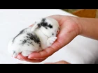 Baby bunny squeaks when held!
