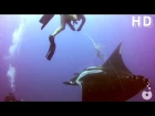 Tangled Manta Ray asks for diver's help - Ghost Fishing - Costa Rica