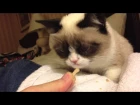 Grumpy Cat getting some special treats after being on the TODAY show!
