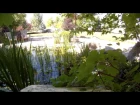 Backyard Pond - Koi, Honey Bees, Aquatic Plants, Waterfalls