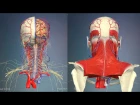 3D Анатомия человека - голова и шея, вид сзади.