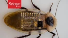Synthetic nerve can sense Braille, move cockroach leg