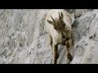 The incredible ibex climbs a dam - Forces of Nature with Brian Cox: Episode 3 - BBC One