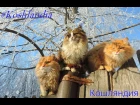 Siberian farm cats, White Frost, Hoarfrost Кошляндия Иней Зима и кошки