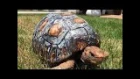 Tortoise Gets Hand-Painted 3D Printed Shell After Surviving Forest Fire