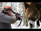 Wild Boar hunt Belarus 2016