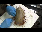 Giant Isopod. Making a display specimen.