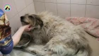 Двадцать переломов после которых пес Тим выжил animal shelter saved the dog