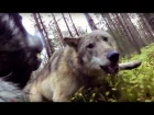Vargar attackerar jämthundstiken Klara (wolves attack hunting dog)