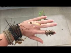 INSECTS ON  HAND 