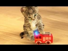 Little Kitten My Favorite Cat - Play Fun Cute Kitten Pet Care Mini Games For Children