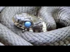 Чудо природы - голубоглазая змея.31 мая 2014 года, Вуокса, Карельский перешеек.