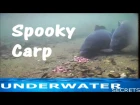 Spooking off the rig underwater carp fishing