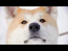 “Dog View” from Akita-inu, home of Japan’s adorable Akita dogs / 秋田犬がふるさとをストリートビュー