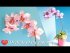 Орхидея из Ленты . Подарочный горшочек / Orchids of the tapes. tutoria. gift pot