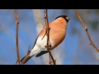 Пение снегиря. Голоса птиц 4K. AllVideo