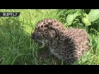 В крымском сафари-парке появился на свет редчайший дальневосточный леопард
