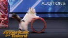The Savitsky Cats: Super Trained Cats Perform Exciting Routine - America's Got Talent 2018