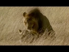 Brutal Lion Infanticide and Mating  - Battle of the Sexes In The Animal World - BBC