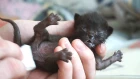Спасение новорожденного котёнка | Saving the newborn kitten / SANI vlog