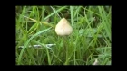Manna - psilocybin mushroom inspired documentary - by Simon G. Powell