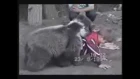 Мальчик борется с медведем / Boy fights a bear