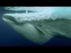 Сардиновое Обжорство, великий Пир в Океане. Кит, Акулы, Дельфины И морские Львы - BBC Earth