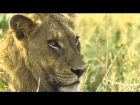 Apples From Mars – My Wild Africa (preview)