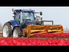 The Story of the Tulips | Planting to Harvest | One year at Maliepaard Bloembollen