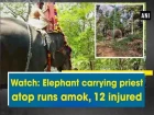 Watch: Elephant carrying priest atop runs amok, 12 injured - Kerala  News