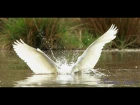 Большая белая цапля / Great egret / Ardea alba
