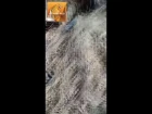 Житель Татарстана снял жуткое видео, как оказался среди сотен змей у ЖД путей