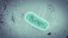 E.Coli Bacteria Animation Tutorial with Cinema 4D / Octane / After Effects