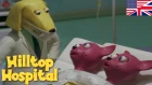 Hilltop Hospital -  Siamese Twins S04E11 HD | Cartoon for kids