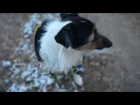 Джек рассел терьер и снег. Jack russell terrier and snow.