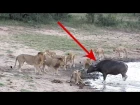 The Great Escape? | Buffalo outsmarts pride of lions - Kruger National Park, South Africa