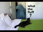 Реакция кота на магическое исчезновение хозяйки; Cat's reaction to what the fluff challenge