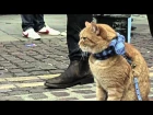 Уличный кот по имени Боб / A Street Cat Named Bob (клип / clip)