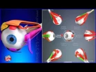 Extraocular Muscles, Movements Extrinsic Eye Muscles | 3D Human Anatomy | Organs
