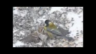 Parus major hunted down Carduelis flammea in Finland