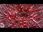 Sea Urchins Pull Themselves Inside Out to be Reborn | Deep Look