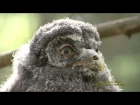 Great grey owl / Бородатая неясыть / Strix nebulosa