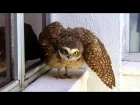 BURROWING OWL' STRESS-INDUCED BEHAVIOUR WITH SOUND