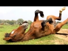 Horse behaviour in slow motion